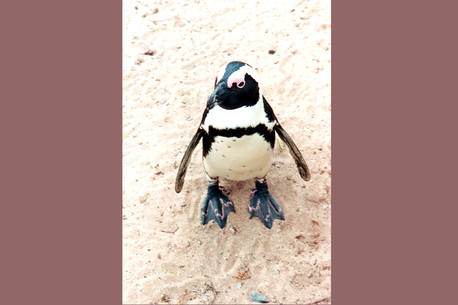 Cape - Solitary Penguin - Landscape.jpg